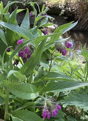 Symphytum officinale