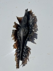 Callorhinchus capensis