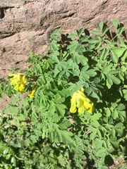 Pseudofumaria lutea