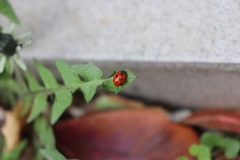 Coccinella septempunctata