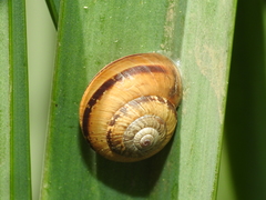 Portugala inchoata