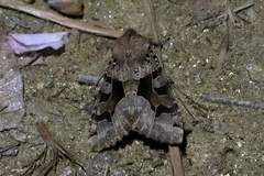 Clavipalpula aurariae