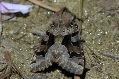 Clavipalpula aurariae