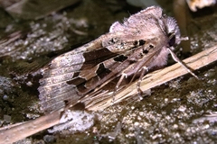 Clavipalpula aurariae