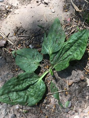 Plantago major