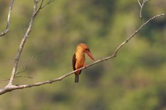 Pelargopsis amauroptera
