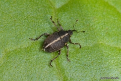 Oprohinus suturalis