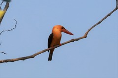 Pelargopsis amauroptera