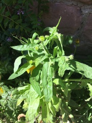 Asteraceae