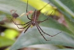 Euprosthenops