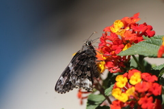 Codatractus bryaxis