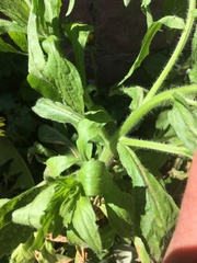 Asteraceae