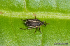 Oprohinus suturalis