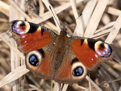 Aglais io