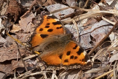 Nymphalis xanthomelas
