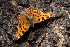 Polygonia c-album