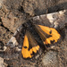 Orange Underwing - Photo (c) Станислав, some rights reserved (CC BY-NC-ND), uploaded by Станислав