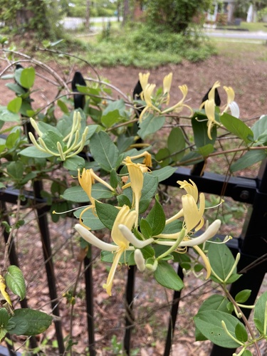 Lonicera japonica image