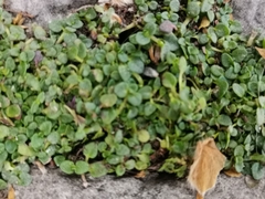 Magnoliopsida