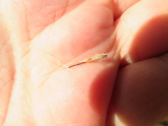 Rytidosperma clelandii