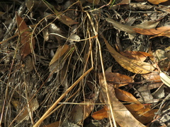 Rytidosperma clelandii