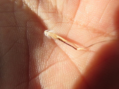 Rytidosperma clelandii