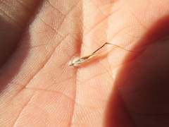 Rytidosperma clelandii