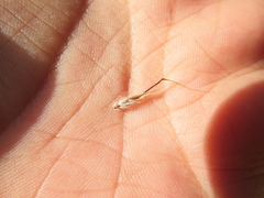 Rytidosperma clelandii