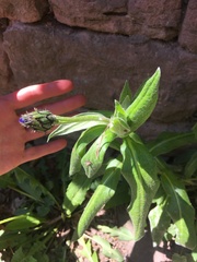 Centaurea montana