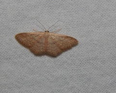 Scopula internataria