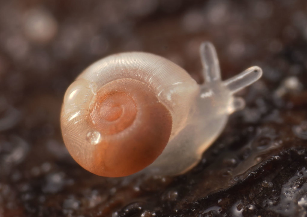 Roblinella