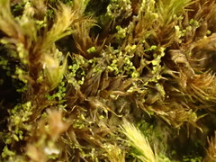 Microlejeunea ulicina