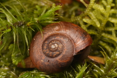 Stenacapha hamiltoni