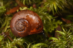 Stenacapha hamiltoni