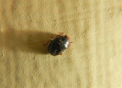 Scymnus rubromaculatus