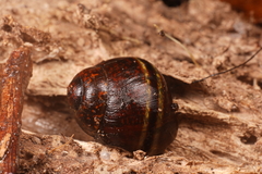 Caryodes dufresnii