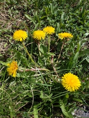 Taraxacum
