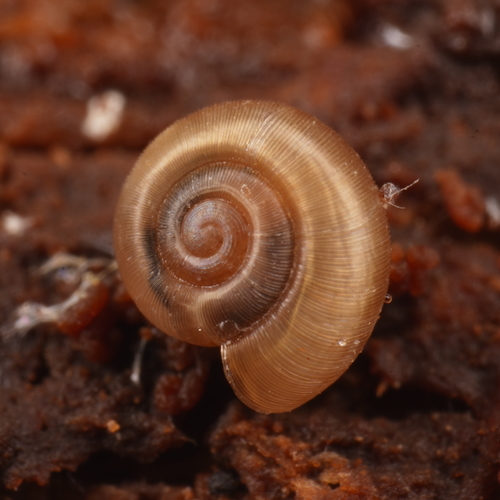 Gadoropa gadensis observed 2022-04-15