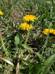 Taraxacum