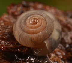 Oreomava johnstoni