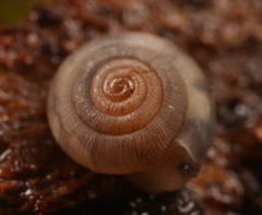 Oreomava johnstoni