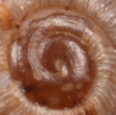Oreomava johnstoni