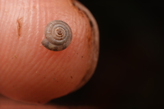 Oreomava johnstoni