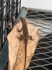 Anolis sagrei