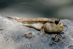 Periophthalmodon schlosseri