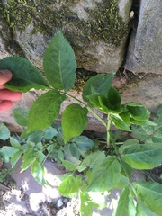 Sambucus nigra