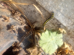 Callimorpha dominula