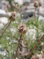 Plantago arenaria