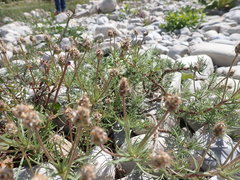 Plantago arenaria
