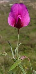 Lathyrus tingitanus